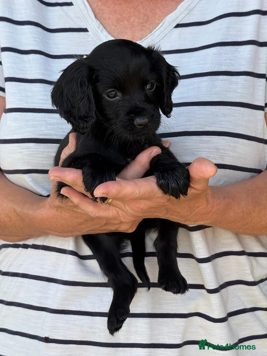 Cocker Spaniel dogs for sale: Cocker spaniel puppies - Advert 1