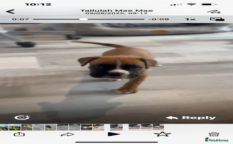 Boxer dogs - Advert 1