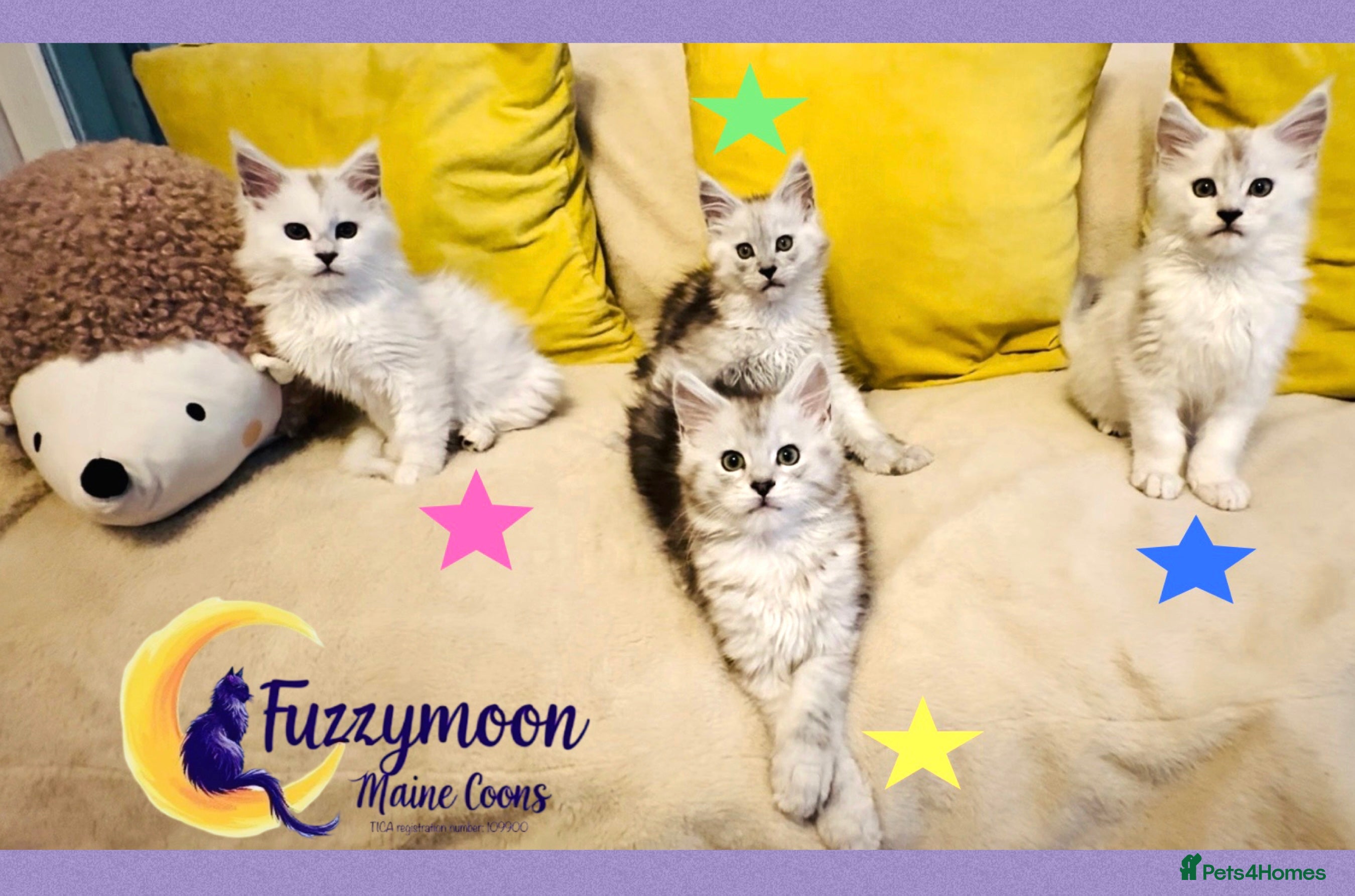 Maine Coon cats Gorgeous Shaded Pedigree Maine Coon Kittens - Advert 14
