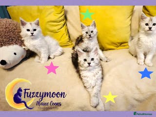 Maine Coon cats Gorgeous Shaded Pedigree Maine Coon Kittens - Advert 5