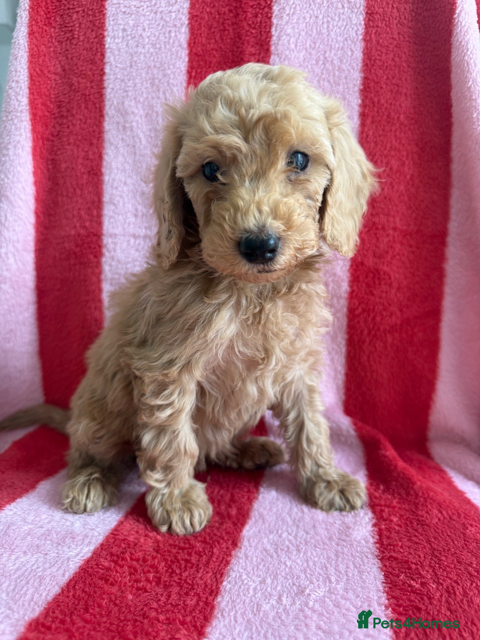 Cockapoo dogs 7 Beautiful Cockapoo Puppies  - Advert 16