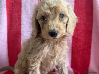 Cockapoo dogs 7 Beautiful Cockapoo Puppies - Advert 16