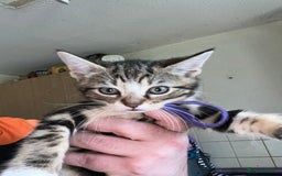 Mixed Breed cats for sale: Mixed kittens for sale - Image 6
