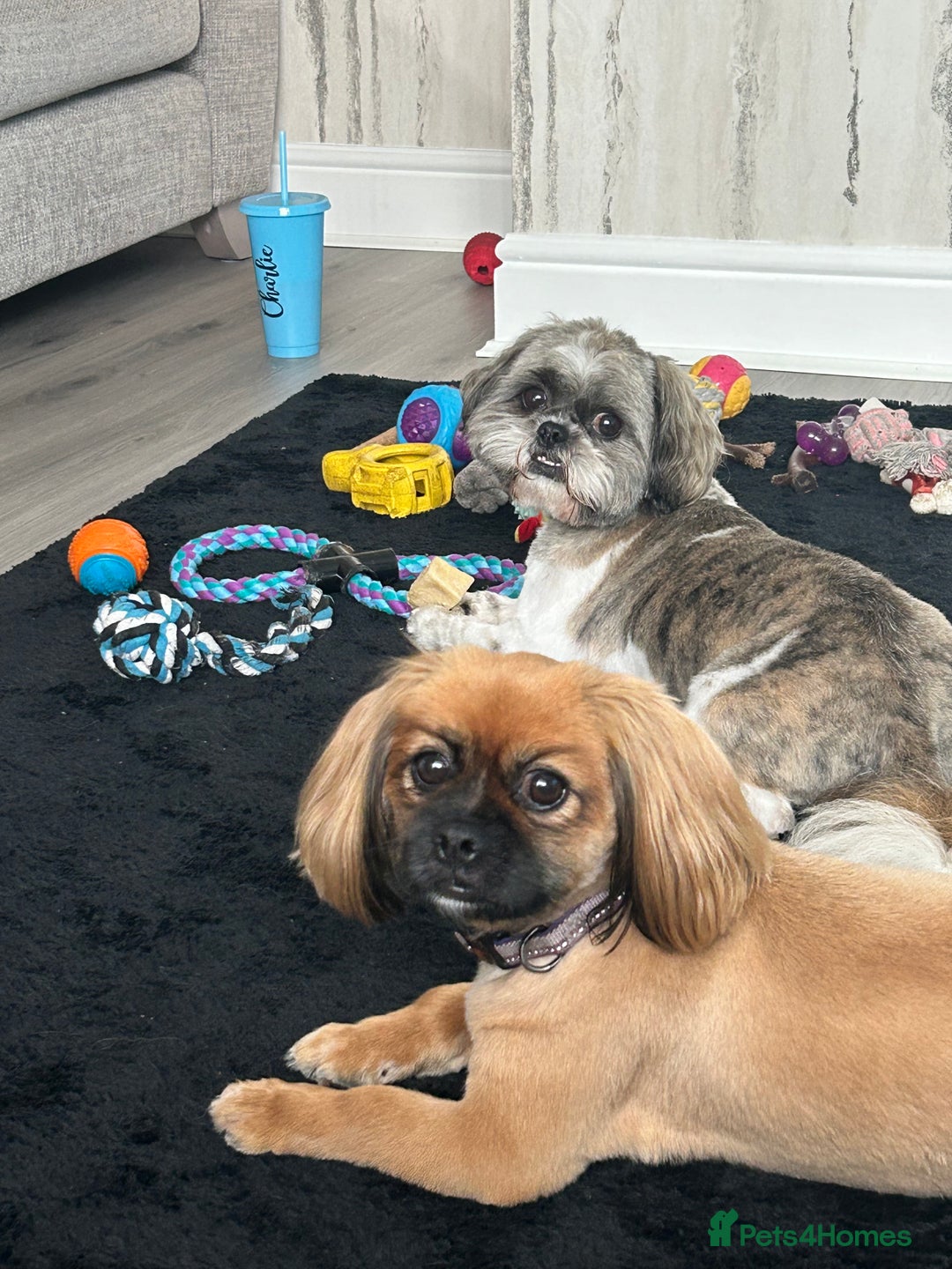 Mixed Breed dogs for sale: Rehomed due to personal circumstances  - Image 1