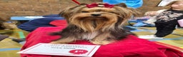Yorkshire Terrier dogs for stud: PROVEN KC reg 2.5kg experienced STUD boy in Newton-le-Willows - Advert 9