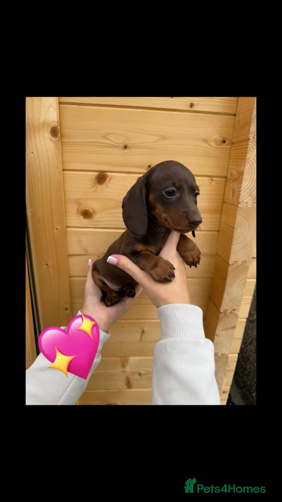 Miniature Dachshund dogs for sale: Miniature Dachshund Puppies - Image 5