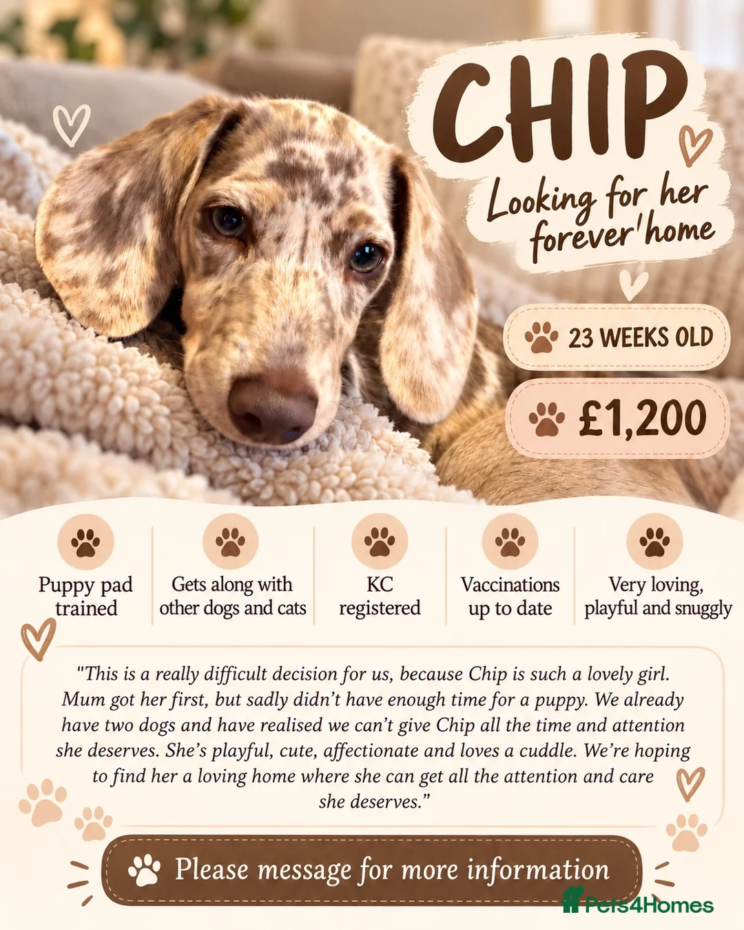 Miniature Dachshund dogs for sale: 5 month old mini dachshund  in Wolverhampton - Advert 1