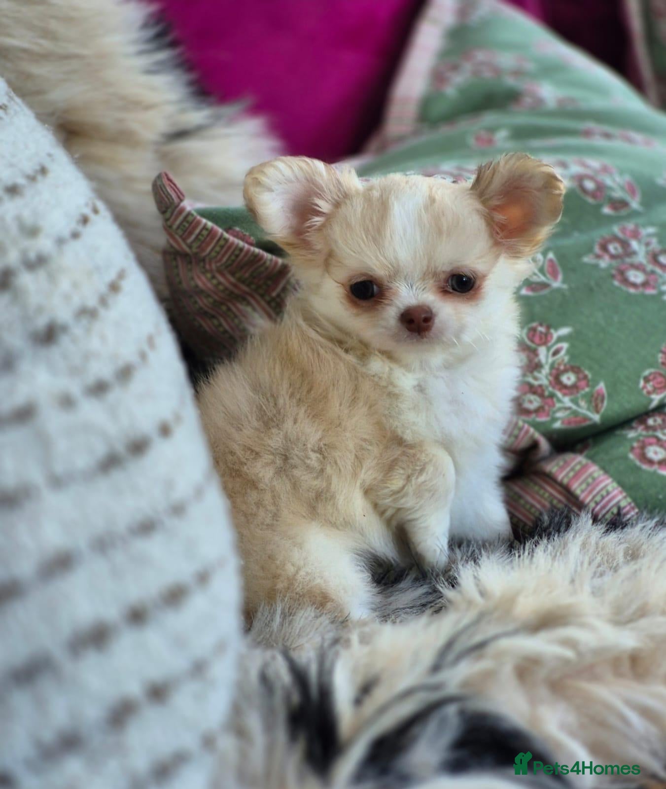 Chihuahua dogs for sale: Amazing Longcoat Apple head Chihuahua Puppies - Advert 9