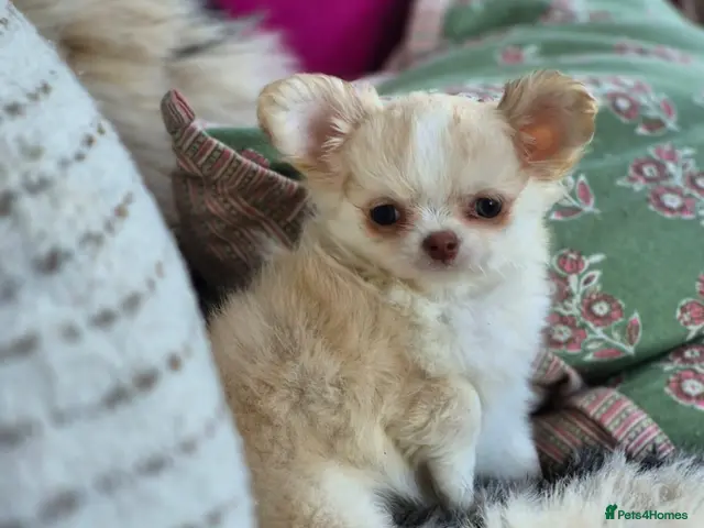 Chihuahua dogs for sale: Amazing Longcoat Apple head Chihuahua Puppies - Advert 9