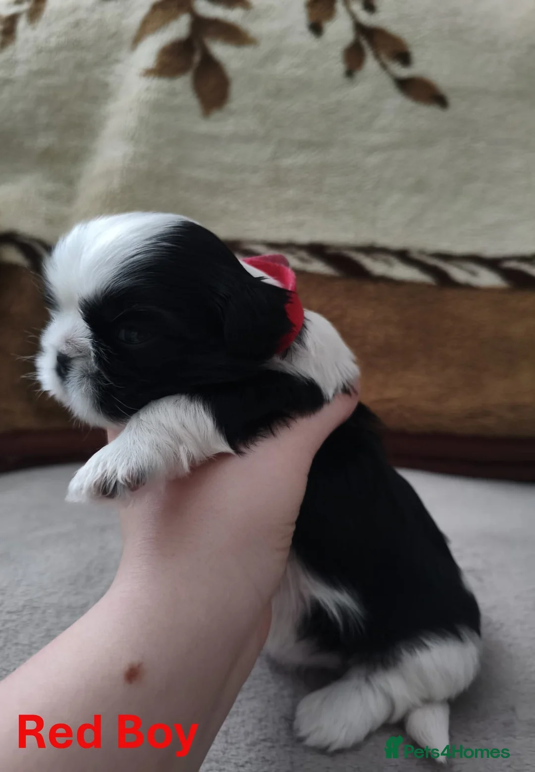 Shih Tzu dogs for sale: Pure Shih Tzu Puppies  - Advert 7