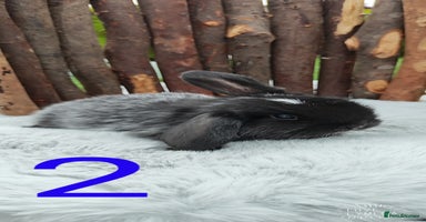 Mini Lop rabbits - Advert 9