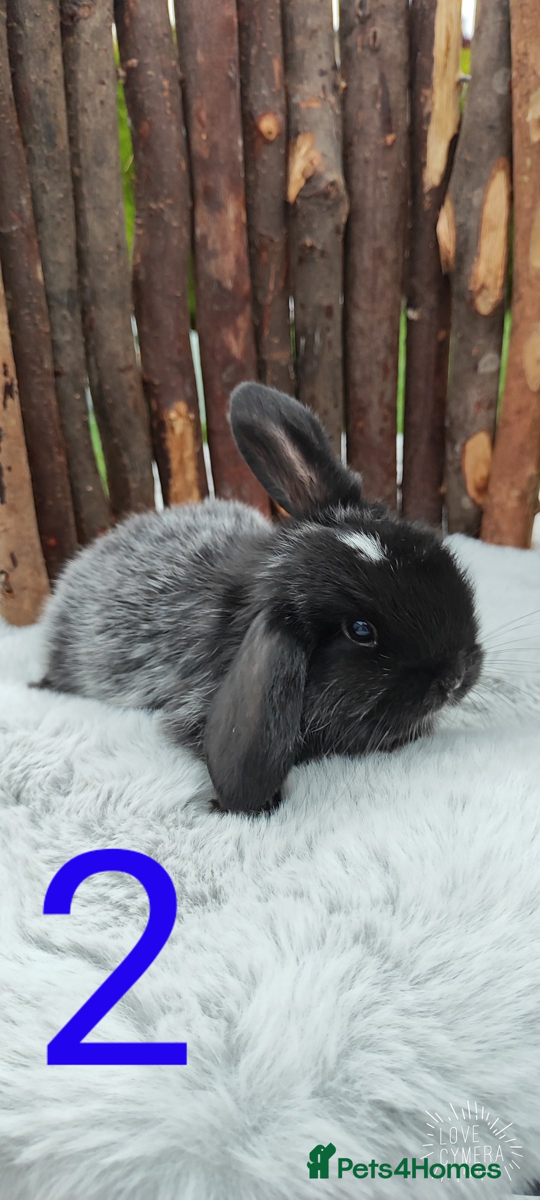 Mini Lop rabbits for sale: Mini lop and mini lop lion head   - Image 3