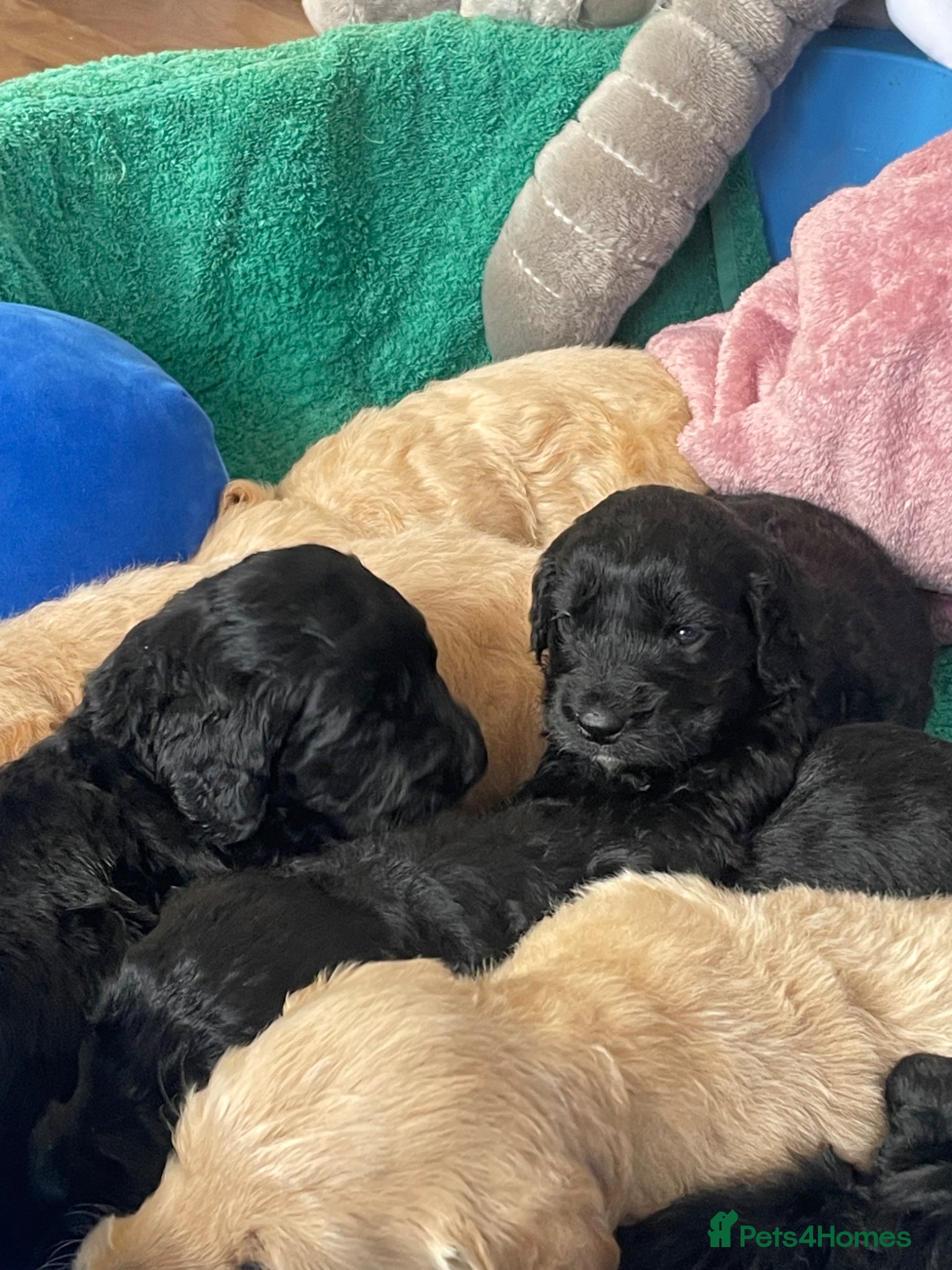 Mini Goldendoodle dogs Mini goldendoodles  1 beautiful black boy  - Advert 14