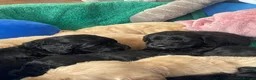 Mini Goldendoodle dogs for sale: Therapy lines 1 beautiful golden boy available  - Advert 3