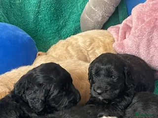 Mini Goldendoodle dogs Mini goldendoodles 1 beautiful black boy - Advert 3