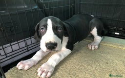 Great Dane dogs for sale: Damarkann Great Dane Puppies - Image 10