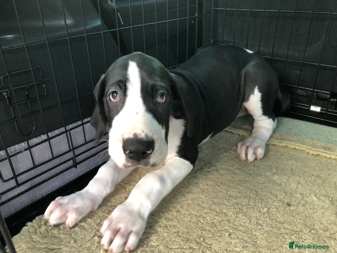 Great Dane dogs for sale: Damarkann Great Dane Puppies - Image 10
