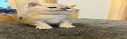British Shorthair cats for sale: British shorthair kittens, breeded - Advert 5