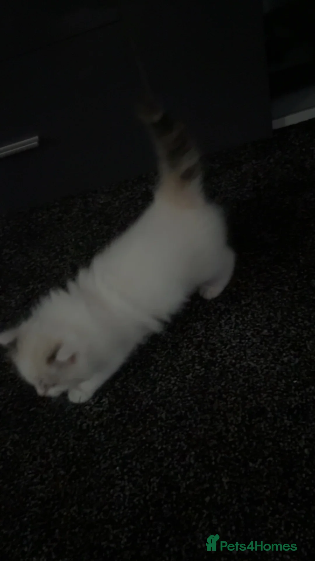 Ragdoll cats for sale: Ragdoll kittens  - Advert 2
