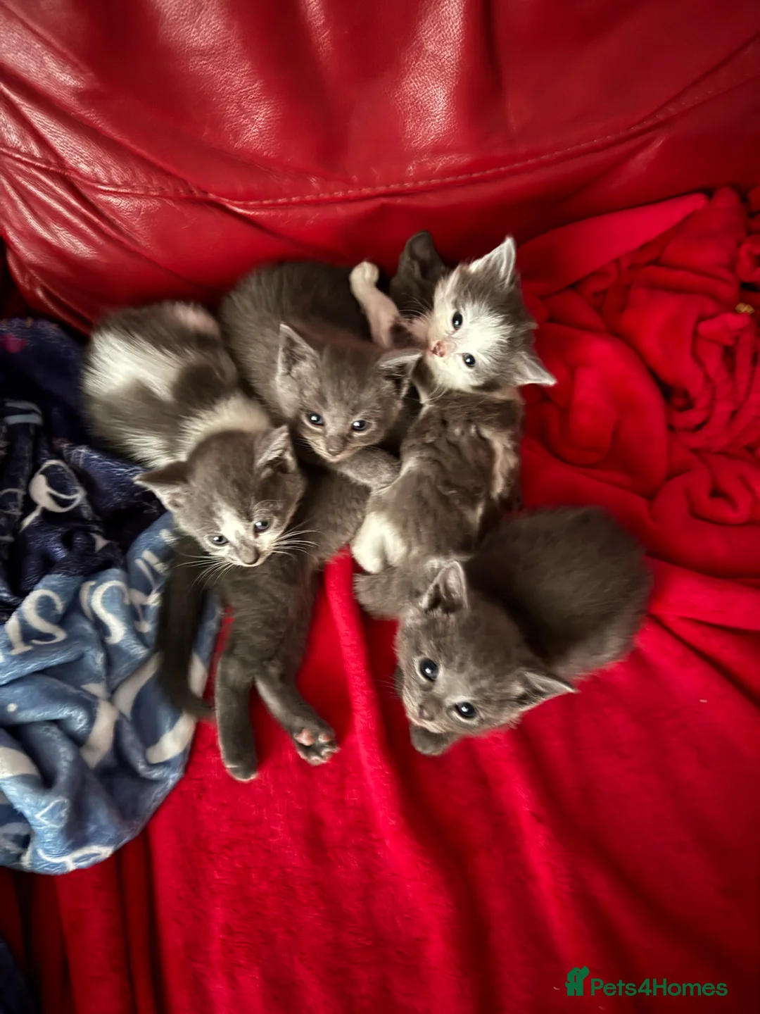 Mixed Breed cats for sale: 5 silver kittens with their mother  in Mold - Advert 1