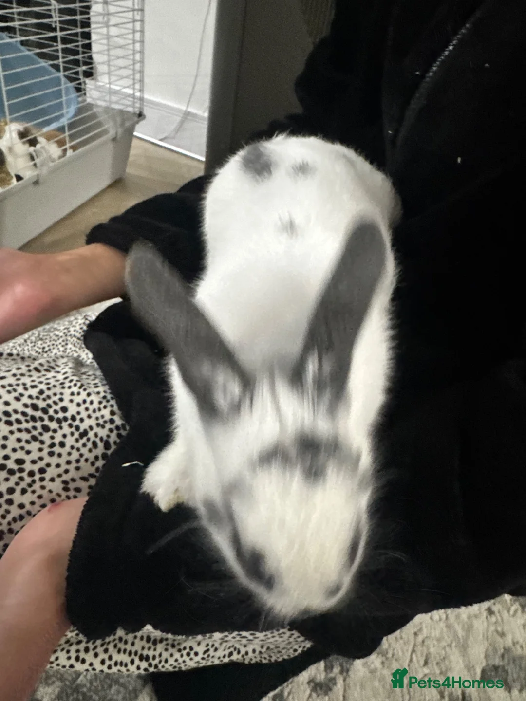 Mixed Breed rabbits for sale: Bunnies for sale in Romford - Advert 2