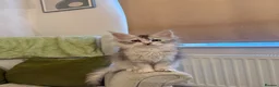 Maine Coon cats for sale: Maine coon kittens - Advert 3