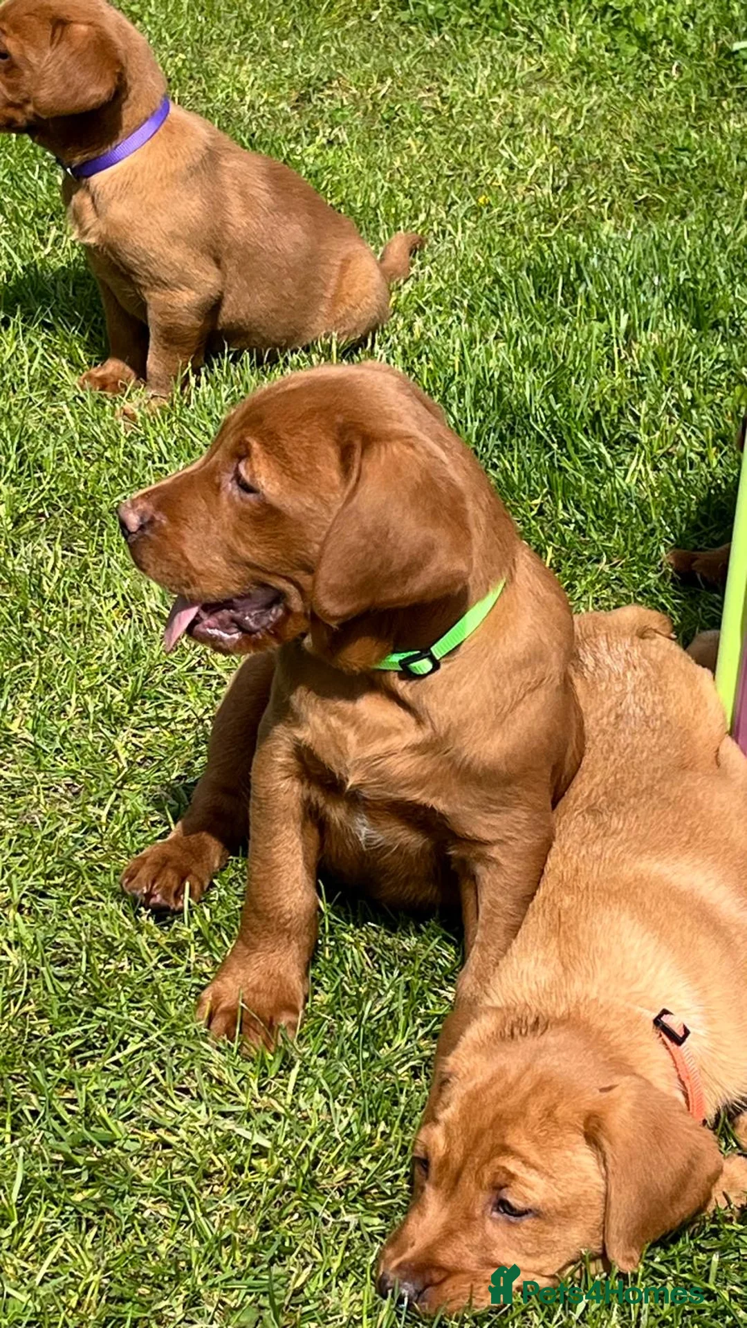 Labrador Retriever dogs for sale: Stunning litter of Fox red puppies  - Advert 1