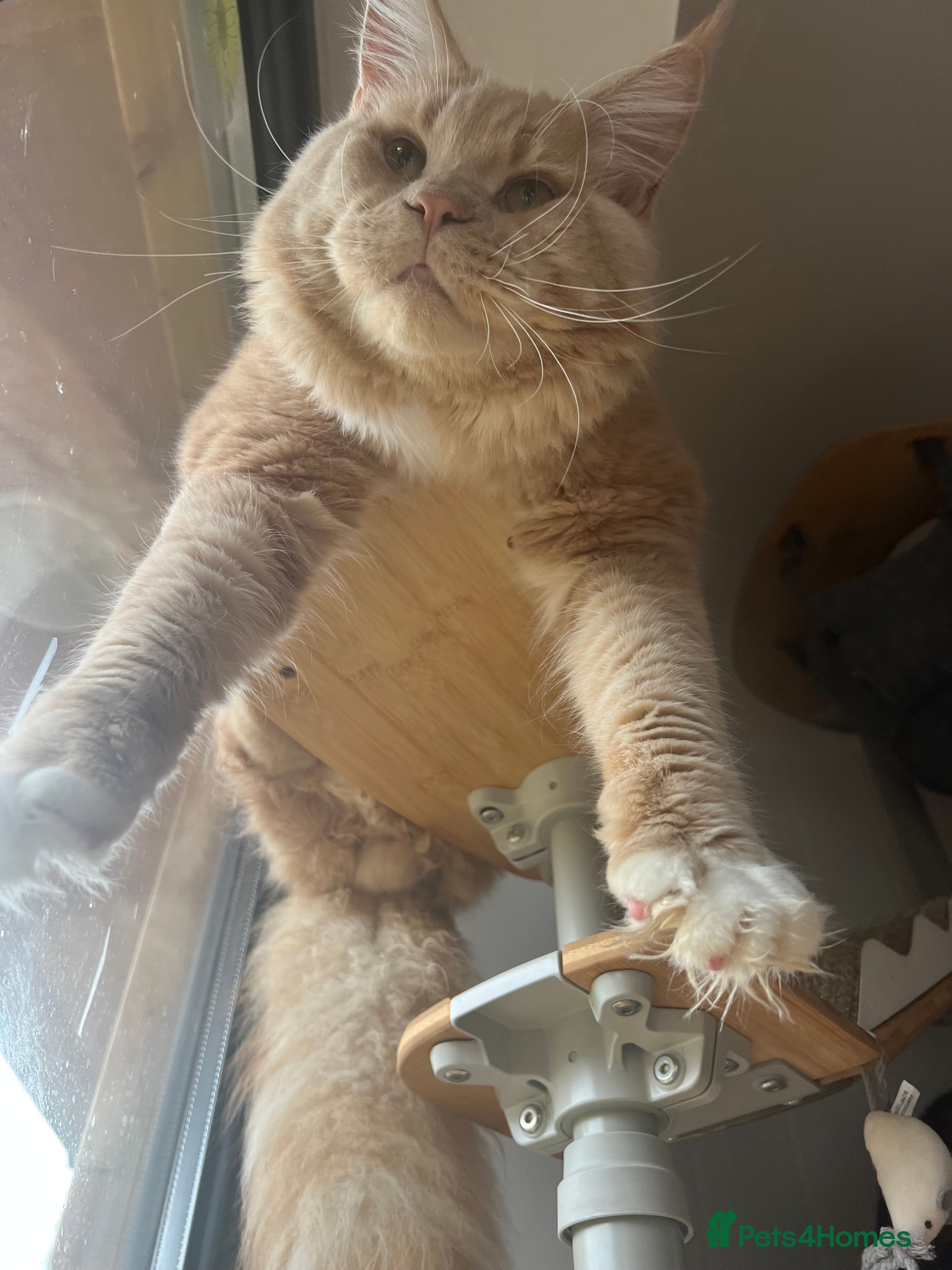 Maine Coon cats Retired stud re home  - Advert 17