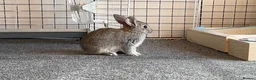 Mixed Breed rabbits for sale: Stunning, Hand-Reared Bunnies Seeking Forever home - Advert 8