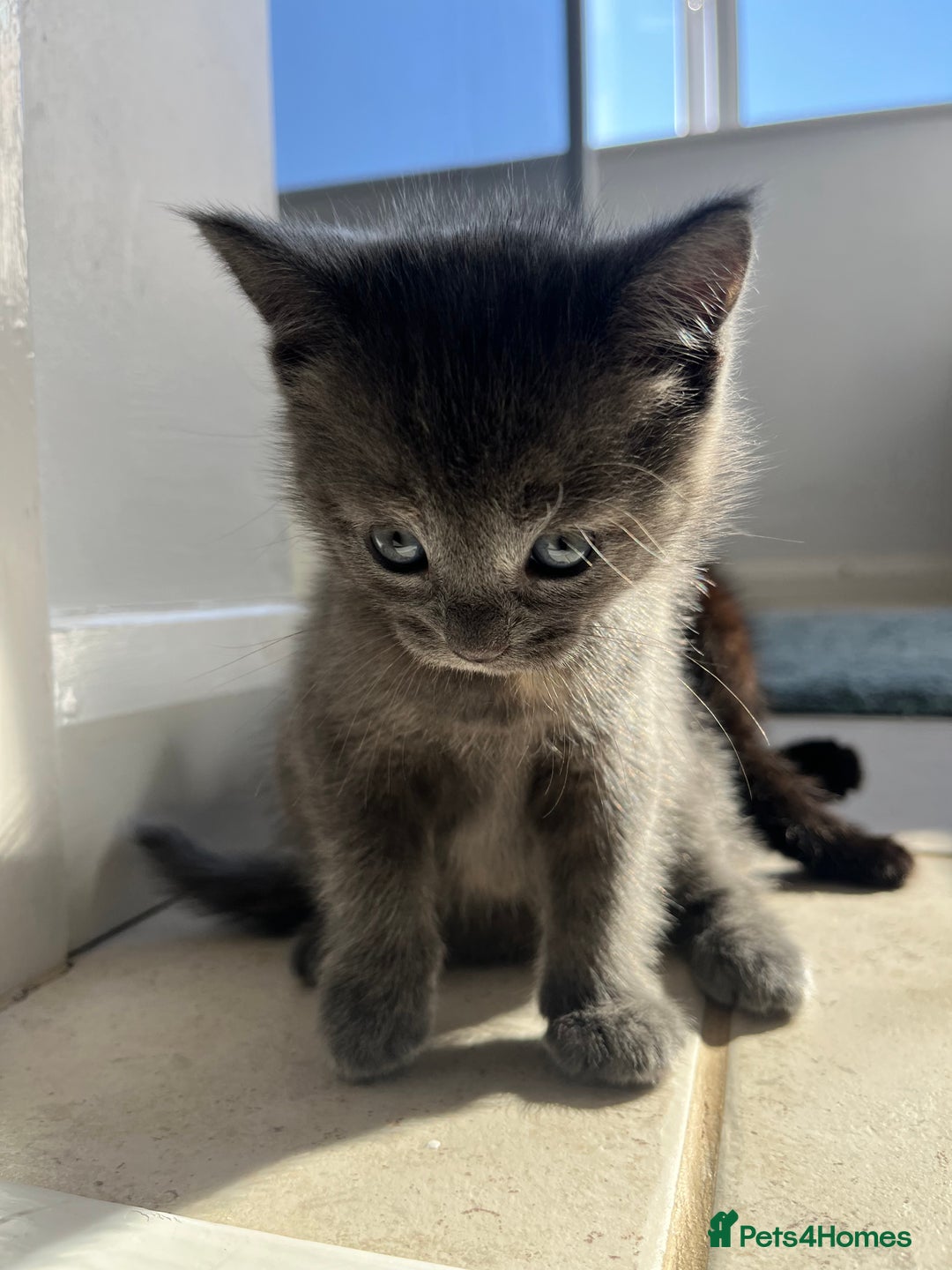 Ragdoll cats for sale: Pretty and affectionate grey ragdoll x tuxedo girl - Image 12