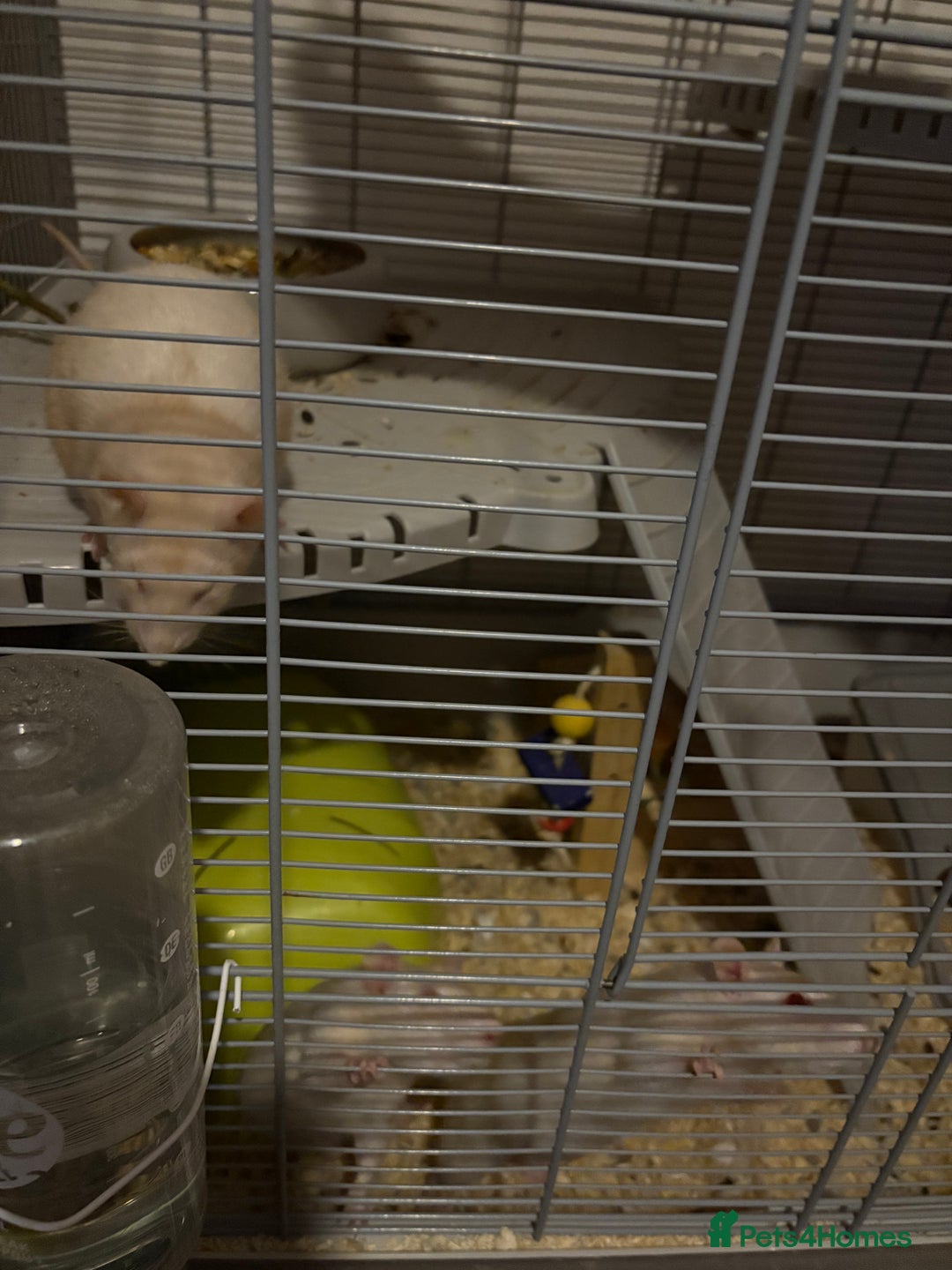 Rat rodents for sale: Rats for sale  - Image 4