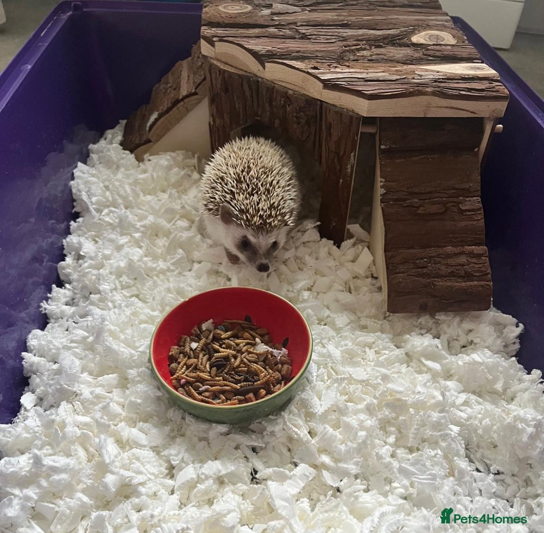Pygmy Hedgehog rodents for sale: pygmy hedgechog - Image 2