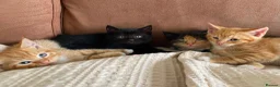 Mixed Breed cats for sale: Beautiful kittens  - Advert 2