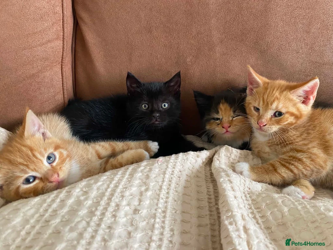 Mixed Breed cats for sale: Beautiful kittens  - Advert 2