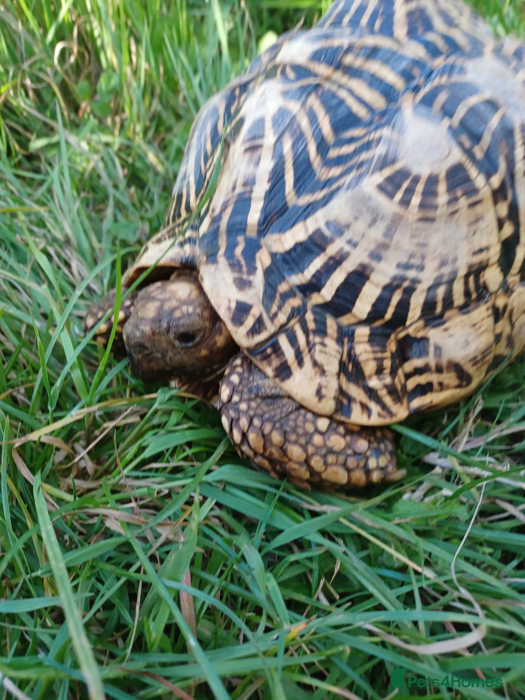 Tortoise reptiles for sale: Adult Breeding FEMALE INDIAN STAR TORTOISE  - Advert 2
