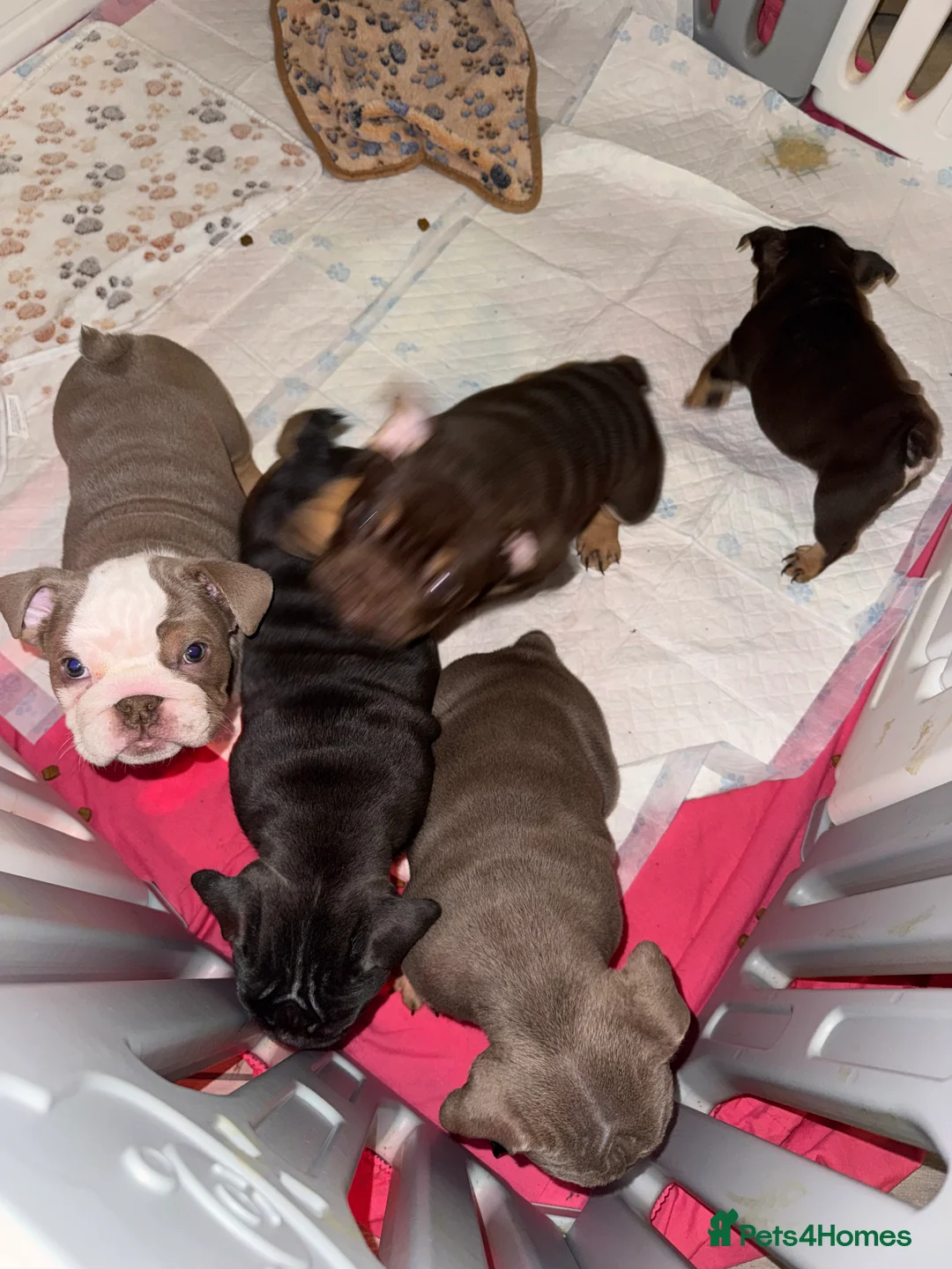 English Bulldog dogs for sale: KOBE X DARLA 5x SMALL COMPACT UNREAL🔥 - Advert 39