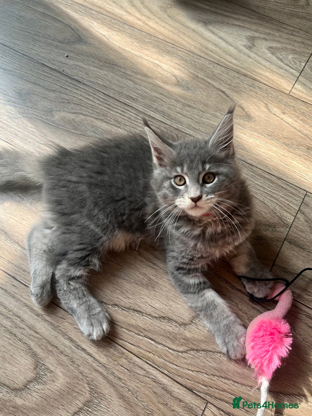 Maine Coon cats for sale: Pure Maine Coon Kittens READY TO LEAVE now! - Image 9