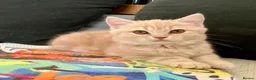 British Shorthair cats for sale: Pure breed British Shorthair Female - Advert 6