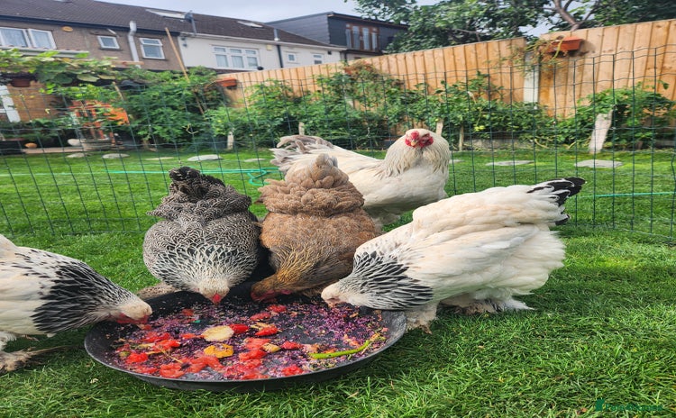 Chickens poultry - Advert 3