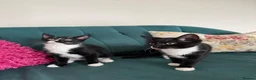 Domestic Shorthair cats for sale: Beautiful Kittens Ready for Their Forever Homes! - Advert 21