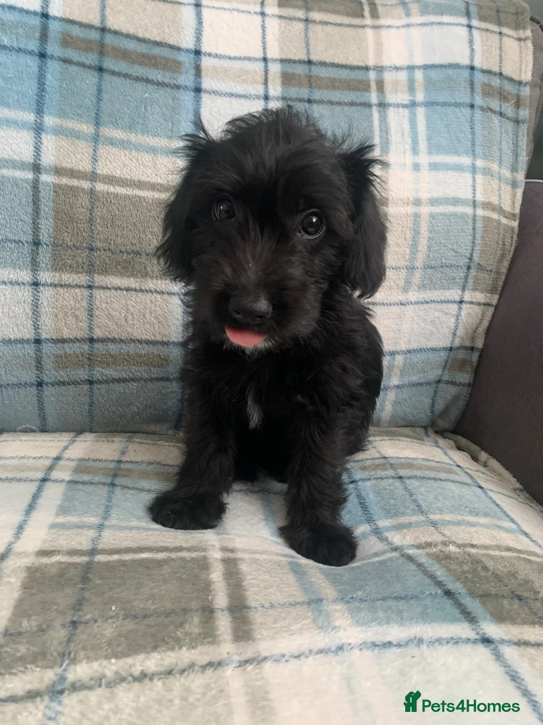 Mixed Breed dogs for sale: Whipoodle  - Advert 1