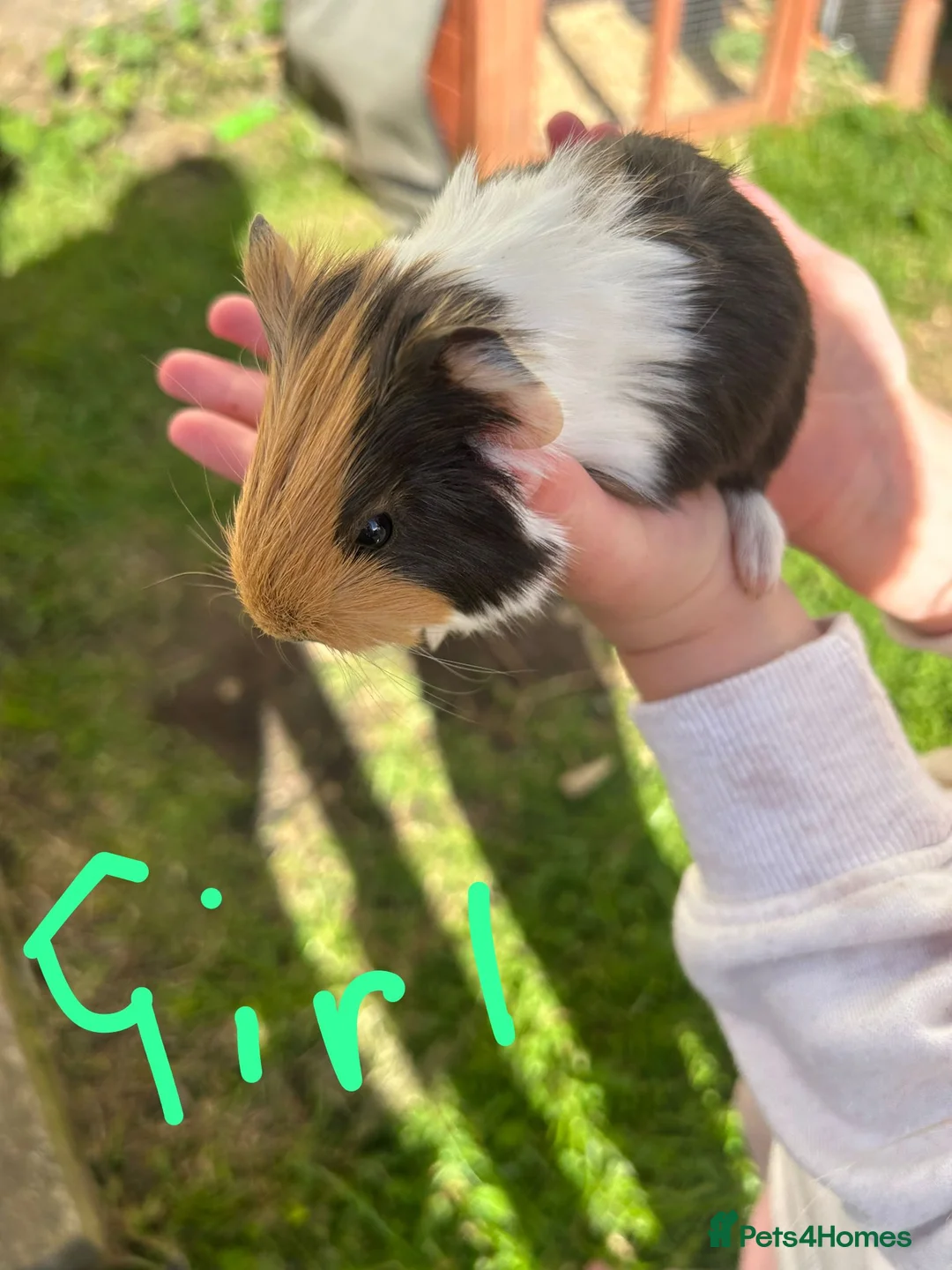 Guinea Pig rodents for sale: Baby Guinea pigs  - Advert 3