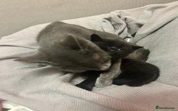 Russian Blue cats for sale: Black Russian blue  - Image 9