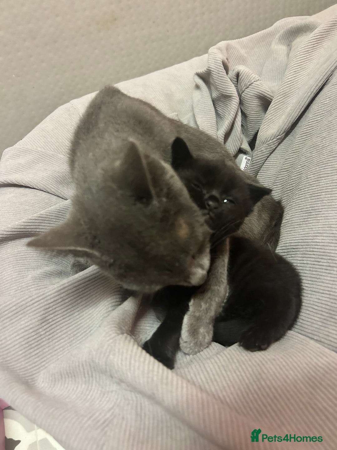 Russian Blue cats for sale: Black Russian blue  - Image 9