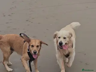 Golden Retriever dogs Golden retriever puppy ready go home 🥰 - Advert 4