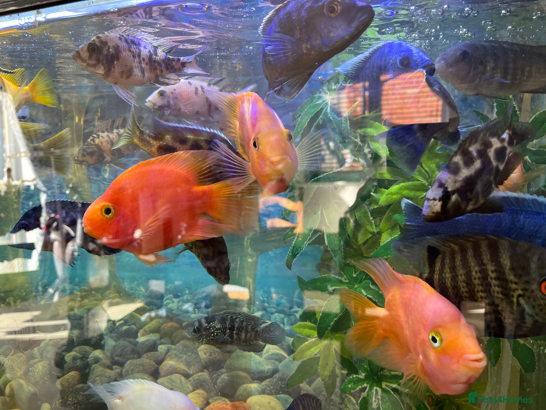 Cichlids fish for sale: Complete fish tank set up - Image 3