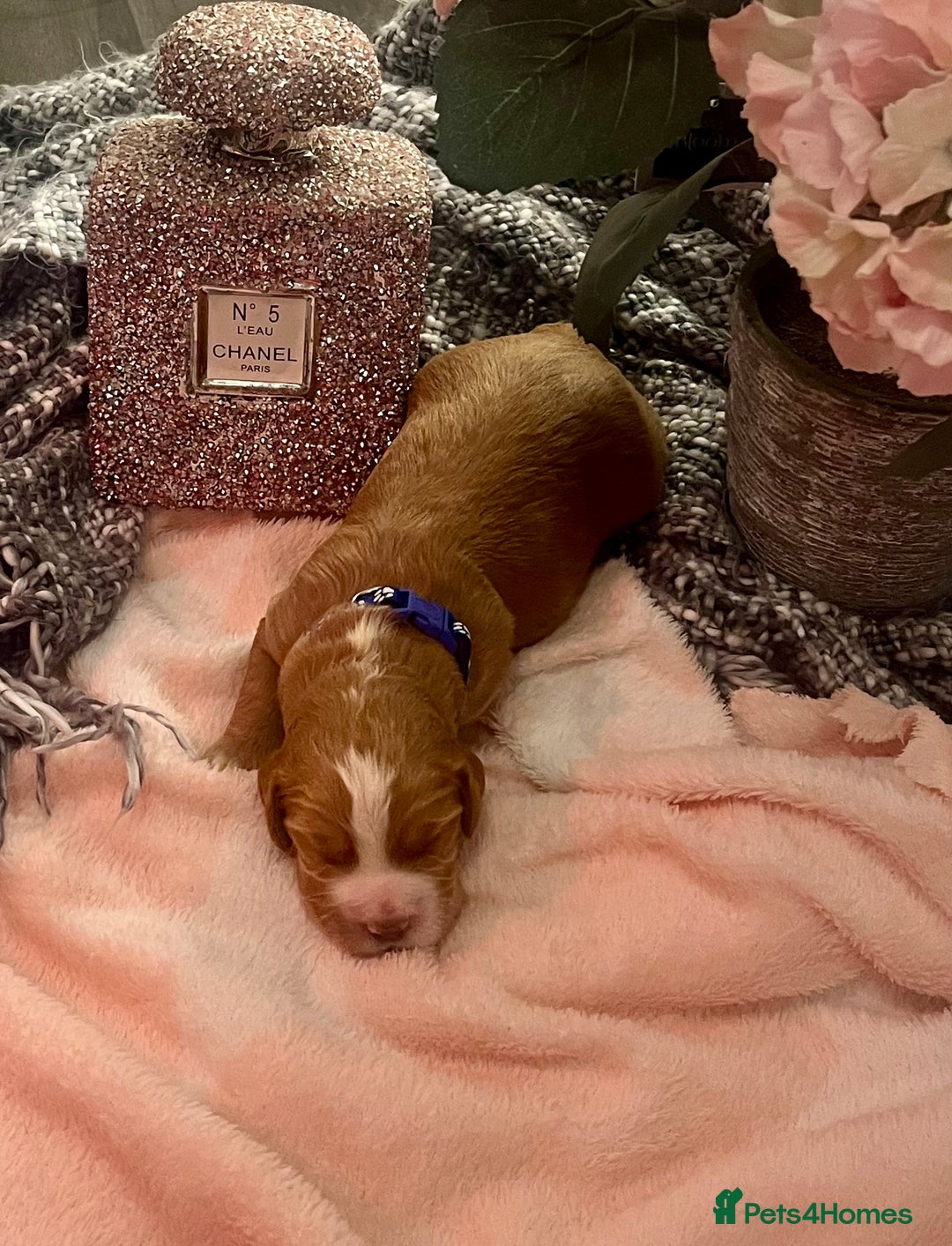 Cocker Spaniel dogs for sale: Pedigree Cocker Spaniel Puppies Fir Sale  - Advert 6