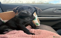 Labrador Retriever dogs for sale: ⭐️READY TO GO NOW⭐️KC Reg Labrador Puppies  - Image 24