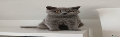 British Shorthair adult cat