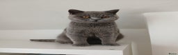 British Shorthair cats for sale: STUNNING LILAC BLUE BHS YOUNG FEMALE CAT - Advert 20